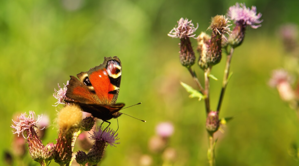 Classe de découvertes Devenir écocitoyen découverte de la biodiversité