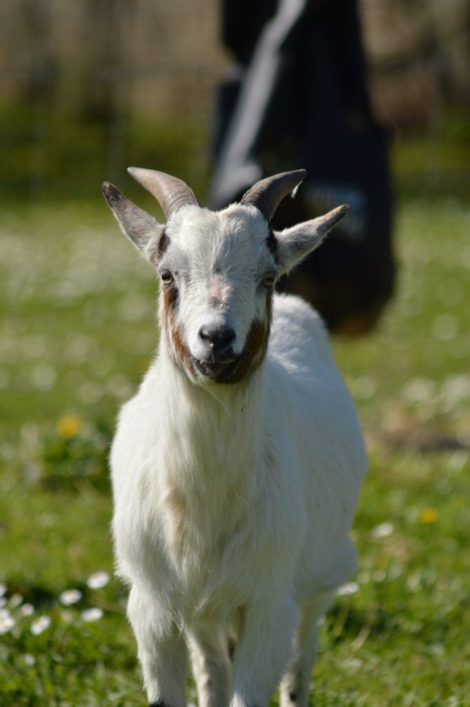 La nature au petit trot découverte des animaux de la ferme