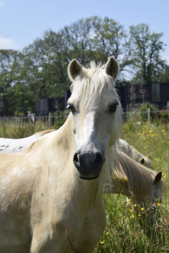 La nature au petit trot découverte des chevaux