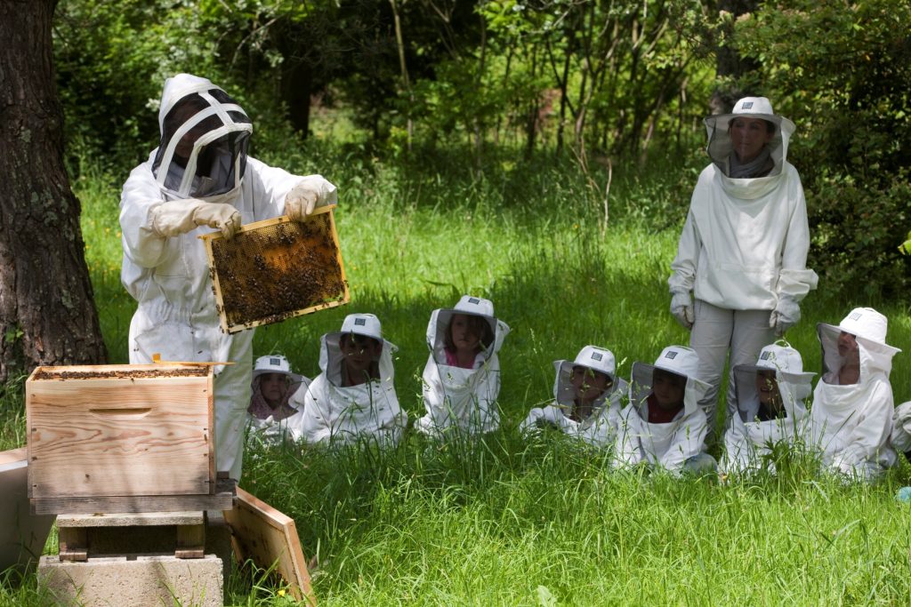 Colonie de vacances Galop' Aventures !, découverte de l'apiculture